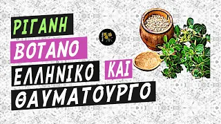 Ρίγανη - Βότανο Θαυματουργό / The many benefits of oregano