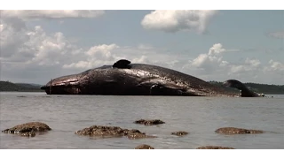 Doc Ferds Recio performs a necropsy on a 55-foot sperm whale | Born to be Wild