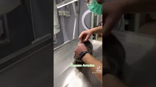 cat get mad after get injection at vet