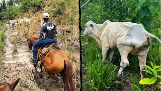 ROTINA DE VAQUEIRA. Cuidando do gado de 3 fazendas.