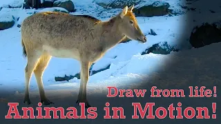 Draw from Life - Animals in Motion #16 - Milu Deer