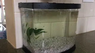 GIVING MY MOM HER DREAM BETTA FISH TANK