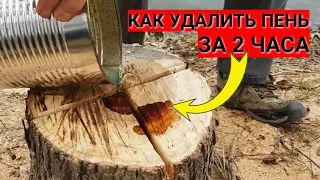 Как УДАЛИТЬ ПЕНЬ за 2 часа (без селитры и костра)