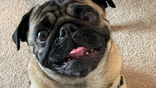 Charlie the Pug