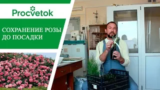 Как сохранить саженцы роз до посадки?