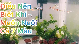 Cách nuôi cá 7 Màu không bị chết| Những điều cần biết Khi nuôi Cá 7 Màu| Hồ cá 7 Màu|GUPPY fish tank