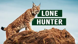 The Majestic Lynx: Secrets Of The Nocturnal Feline Hunter | Apex Predator Documentary