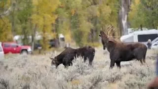 Bull Moose attending Cow in Gros Ventre Campground Grand Teton National Park