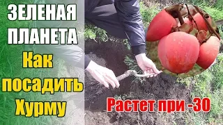 Как посадить хурму которая выдерживает до -30 /Хурма сорт "Мидер"