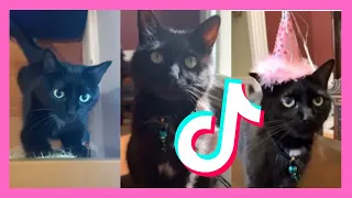 CUTE Black CAT TikTok Compilation