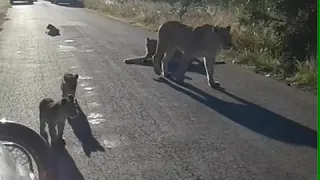 Curious little lion cubs.