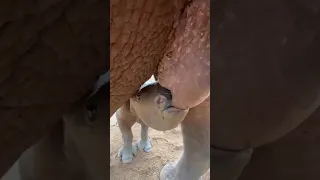 MOST INCREDIBLE FOOTAGE OF RHINO CALF DRINKING FROM MOM 🦏