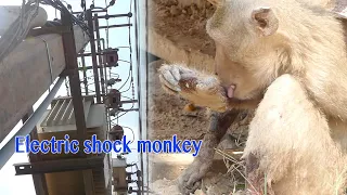 Monkey Got Electric Shock ! So Sadness Poor Monkey Got Electric Shock In City Alone