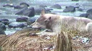 Wolf Eating Salmon Vignette - Short