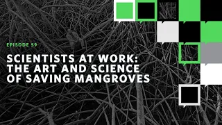 Scientists at Work: The Art and Science of Saving Mangroves