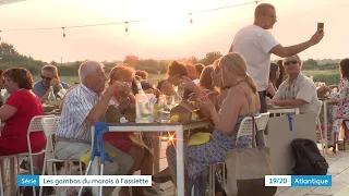 Gambas dans les marais de Mornac-sur-Seudre (17)