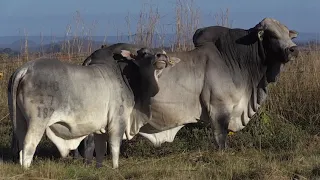 H.A.V.E - Boran, Beefmaster & Nkone Breeders