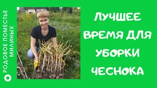 Определяем лучшее время для уборки чеснока