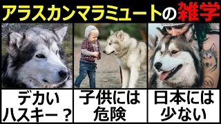 【アラスカンマラミュート】狼のような巨大な犬