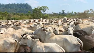 + DE 700 CABEÇAS DE GADO MISTUROU😰