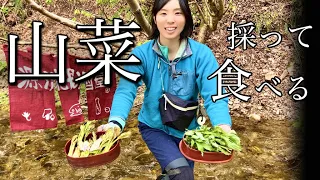 【山菜採り】釣りして山菜とって、その場で天ぷらにしちゃう！【渓流釣り】