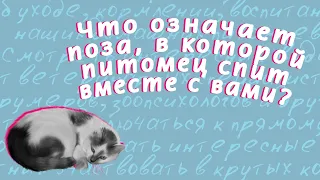 Что означает поза, в которой питомец спит вместе с вами?