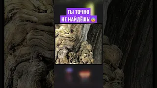 ПОПРОБУЙ НАЙТИ КОТА НА ЭТОЙ КАРТИНКЕ😵 #shorts #tiktok #тикток