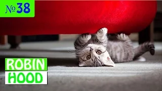 ПРИКОЛЫ 2017 с животными. Смешные Коты, Собаки, Попугаи // Funny Dogs Cats Compilation. Февраль №38