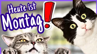 Tierisch LUSTIGE Montagsgrüße für einen tollen Wochenstart 😺