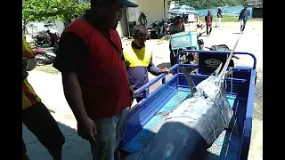 proses ikan marlin  pasar ikan sendang biru