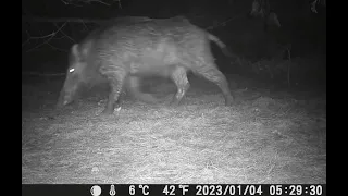 Cinghiali, wild boars - Monte Conero