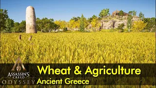 Wheat and Agriculture | Ancient Greece | Assassin’s Creed: Odyssey