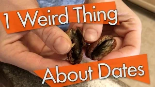 1 Weird Thing About Dates You MUST Know | Moldy Dates or Dates with Bugs??!