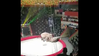 В казанском цирке слоны устроили драку и упали на зрителей.