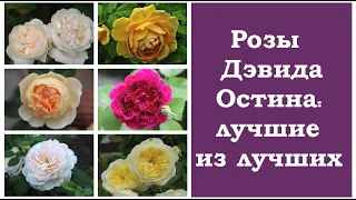 ❀ Розы Дэвида Остина: лучшие из лучших