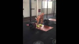 Athens Lions Box 3 clean pull 160kg