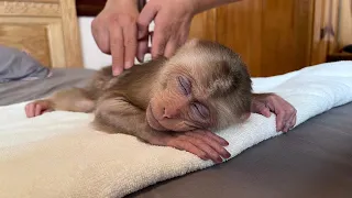 so cute! Monkey Max happy when dad massages
