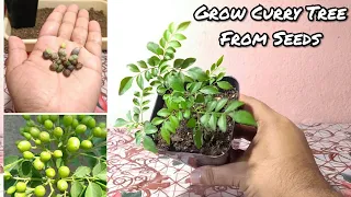 Curry Leaves Plant From Seeds || Propagation Of Curry Leaf Plant From Seeds