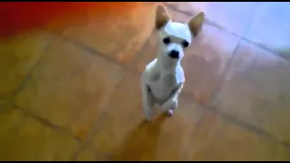 Cute chihuahua dancing Flamenco