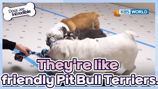 The brothers start fighting.😣 [Dogs Are Incredible : EP.220-2] | KBS WORLD TV 240521