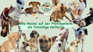 Eine Woche auf der Pfötchenfarm als freiwillige Helferin