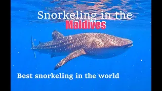 4K | MALDIVES, BEST SNORKELING IN THE WORLD | Swimming with Sharks | Budget Travelling | 2023