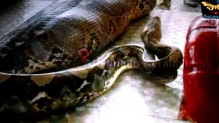 Python eats drunk man in India