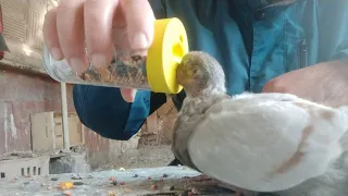 голуби - как выкормить птенца голубя