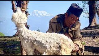 Shearing process of sheep at the sheep farm of Himalayas.