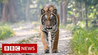 Return of tigers to Nepal brings both joy and fear - BBC News