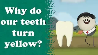 Why do our teeth turn yellow? | #aumsum #kids #science #education #children