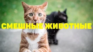 САМЫЕ СМЕШНЫЕ КОТЯТА И ЩЕНКИ | САМОЕ МИЛОЕ ВИДЕО В МИРЕ | Смешные Кошки и Собаки | Приколы с котами