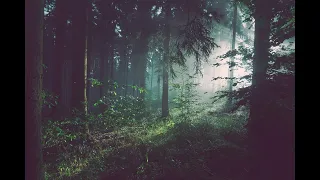 4K Virtual Forest Walk along Middle Fork Trail at Snoqualmie region   3 HR Relax Music