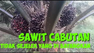 KEBUN SAWIT DARI BIBIT CABUTAN [BIBIT SAWIT BRONDOLAN]HASILNYA MEMUASKAN || wajib nonton@BAMBANGAD